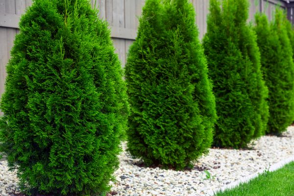 Arborvitae Planting in Lake Mary