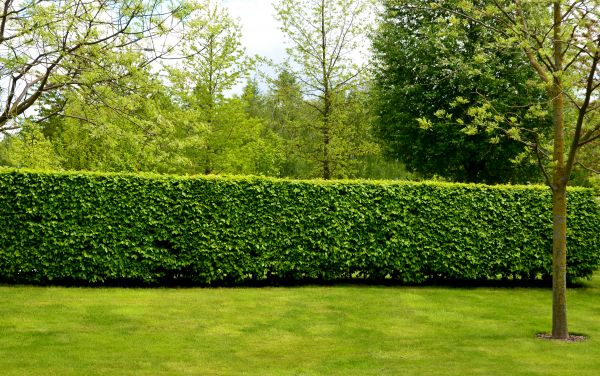 Hedge Planting in Lake Mary