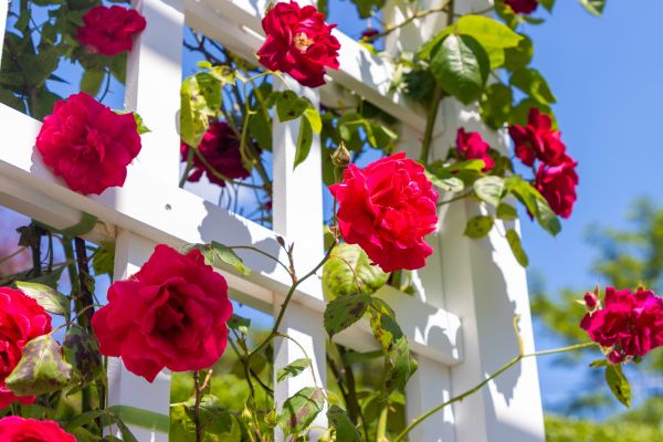 Home Gardening Service in Lake Mary