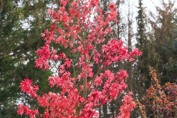 Japanese Maple Planting in Lake Mary