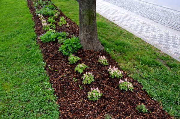 Mulch Replacement Service in Lake Mary