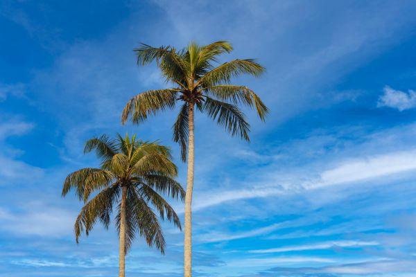 Palm Tree Planting in Lake Mary
