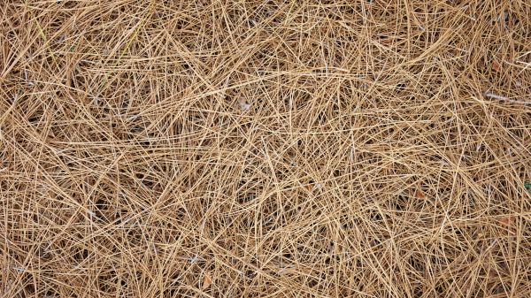 Pine Needles Delivery in Lake Mary