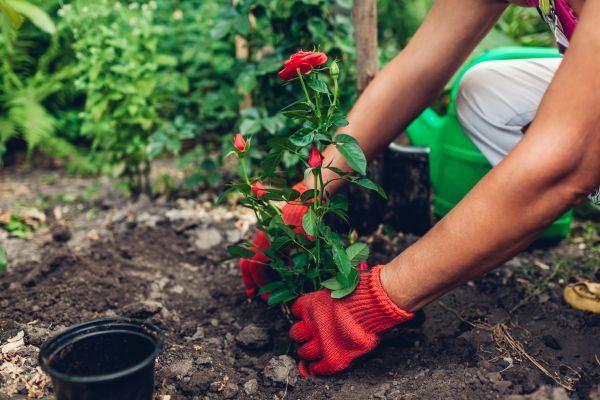 Planting Service in Lake Mary