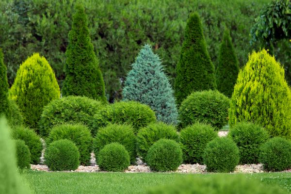 Shrub Replacement in Lake Mary