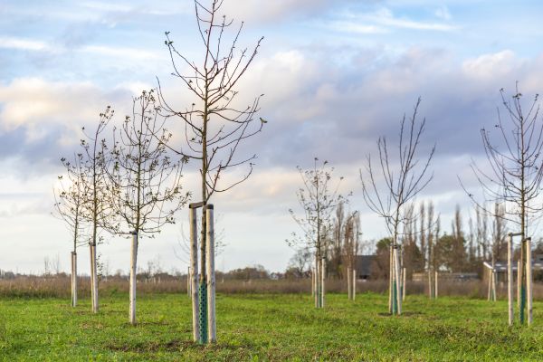 Tree Installation Service in Lake Mary