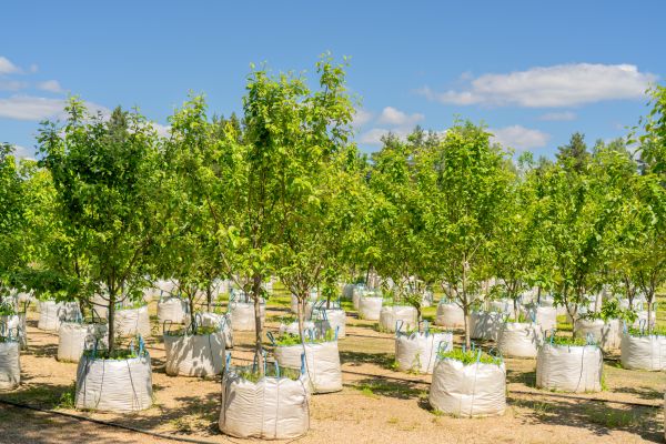 Tree Planting Service in Lake Mary