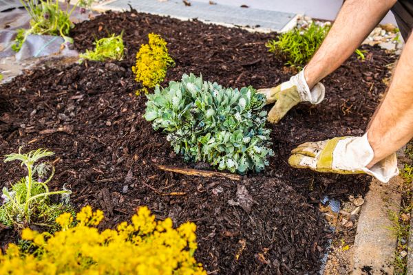 Weeding And Mulching in Lake Mary