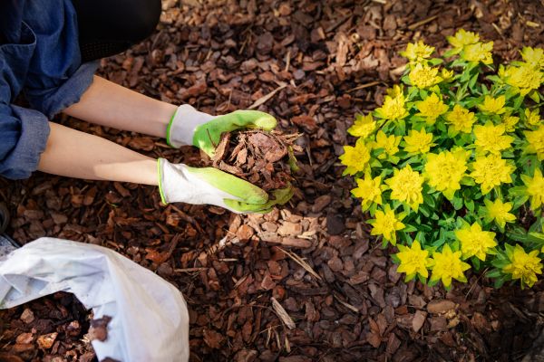 Pine Bark Mulch Installation in Lake Mary