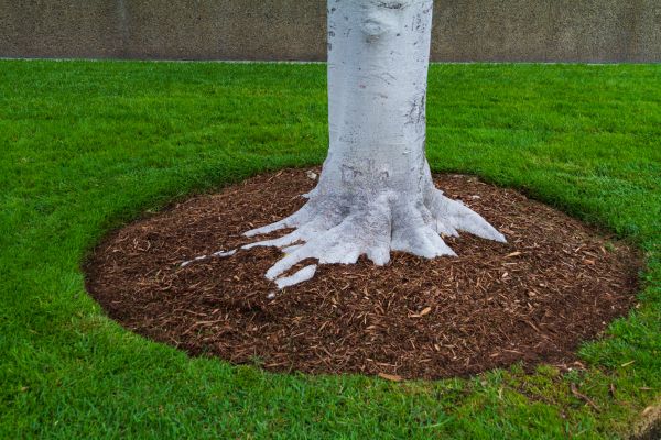 Brown Mulch Installation in Lake Mary
