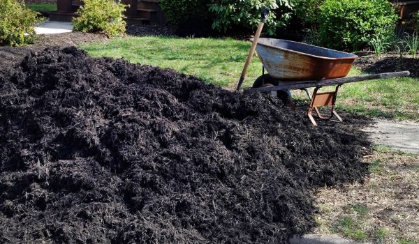 Black Mulch Installation in Lake Mary