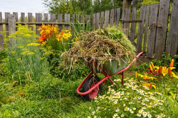 Garden Cleanup Service in Lake Mary