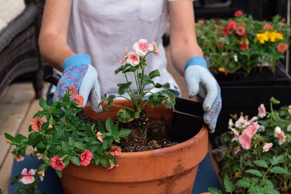 Plant Care Service in Lake Mary