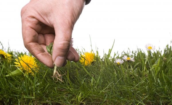 Lawn Weeding in Lake Mary