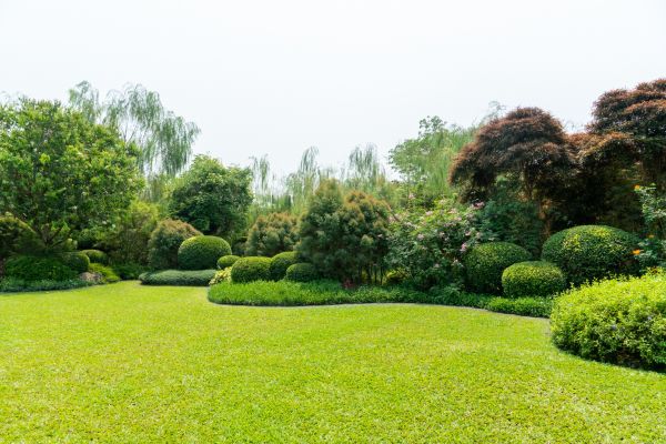 Tree Landscaping in Lake Mary