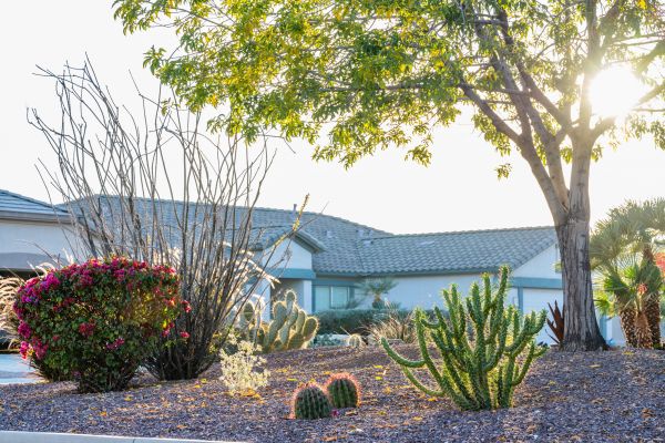 Dryscape Landscaping in Lake Mary