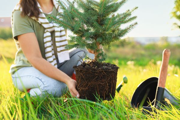 Spruce Tree Planting in Lake Mary