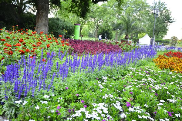 Perennials Planting in Lake Mary