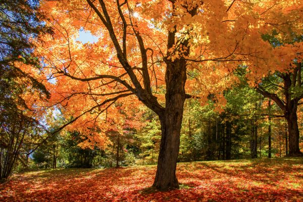 Maple Tree Planting in Lake Mary