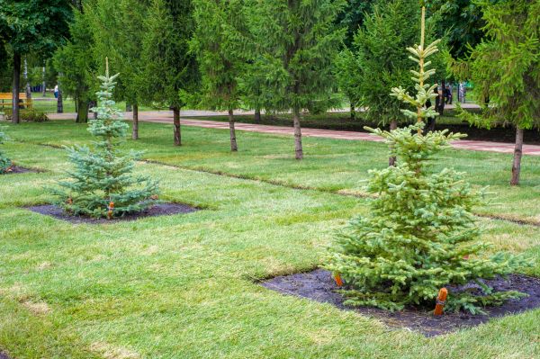 Privacy Trees Planting in Lake Mary