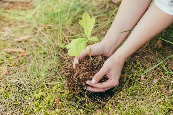 Oak Tree Planting in Lake Mary