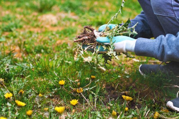 Flower Bed Clearing in Lake Mary