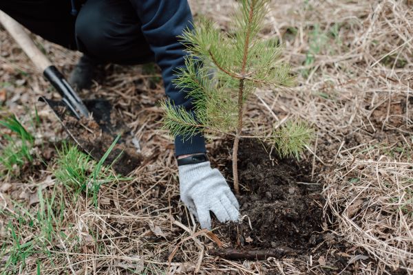 Pine Tree Planting in Lake Mary