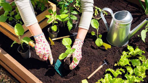 Garden Bed Installation in Lake Mary