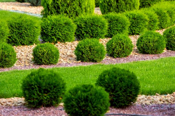 Bush Replacement in Lake Mary