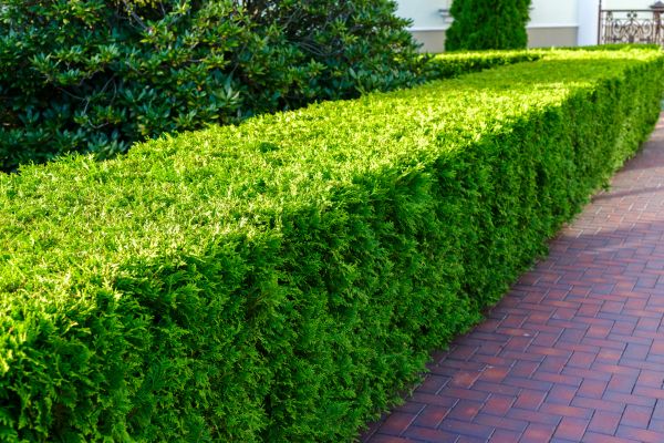 Hedge Installation in Lake Mary