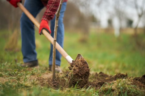 Trees Planting in Lake Mary