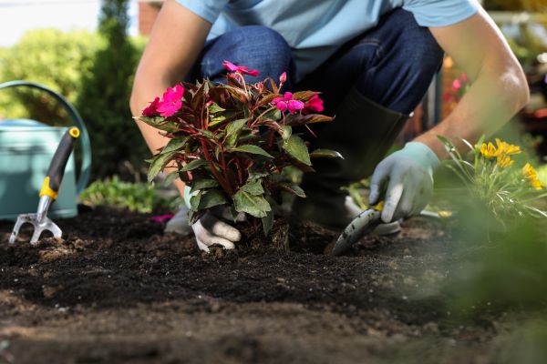 Plant Replacement in Lake Mary