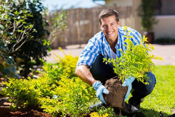 Shrub Landscaping in Lake Mary