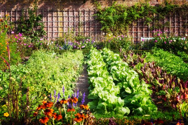 Garden Planting Service in Lake Mary