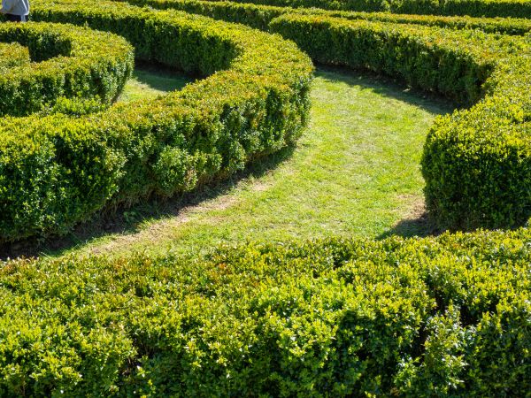 Bush Landscaping in Lake Mary