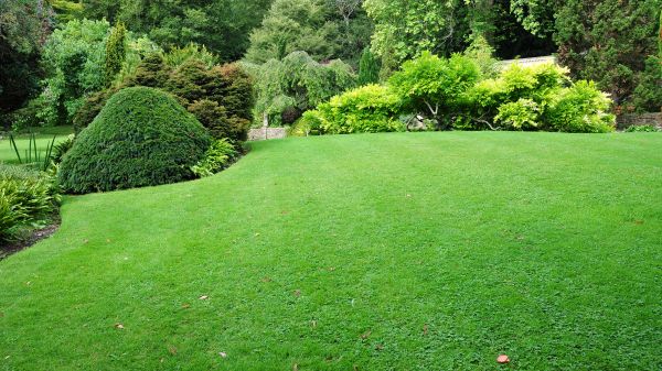 Commercial Landscape Design in Lake Mary