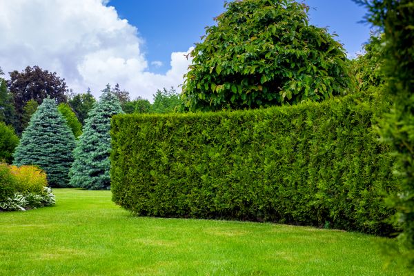 Hedge Landscaping in Lake Mary