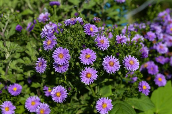 Perennial Flower Planting in Lake Mary