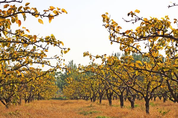 Pear Tree Planting in Lake Mary