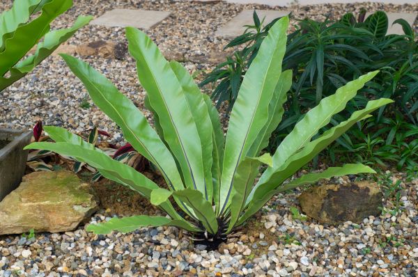 Pea Gravel Installation in Lake Mary