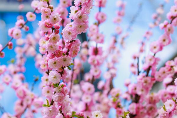 Japanese Cherry Tree Planting in Lake Mary