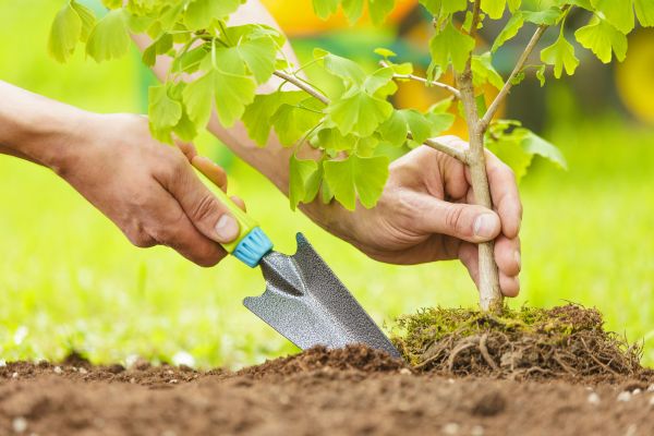 Fruit Tree Planting in Lake Mary
