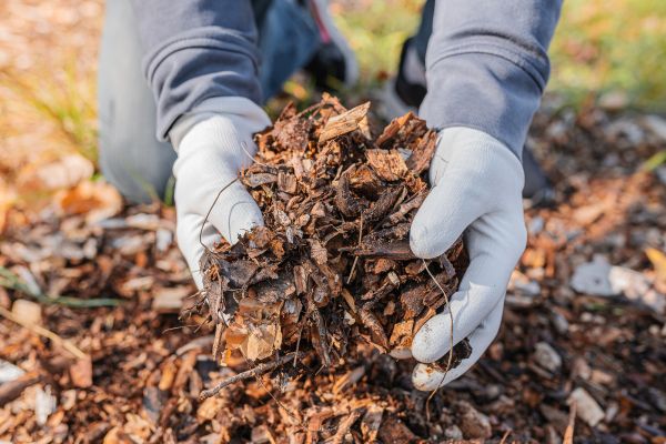 Shredded Mulch Installation in Lake Mary