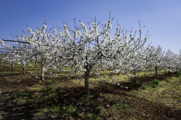 Orchard Planting in Lake Mary