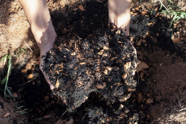 Organic Mulch Installation in Lake Mary