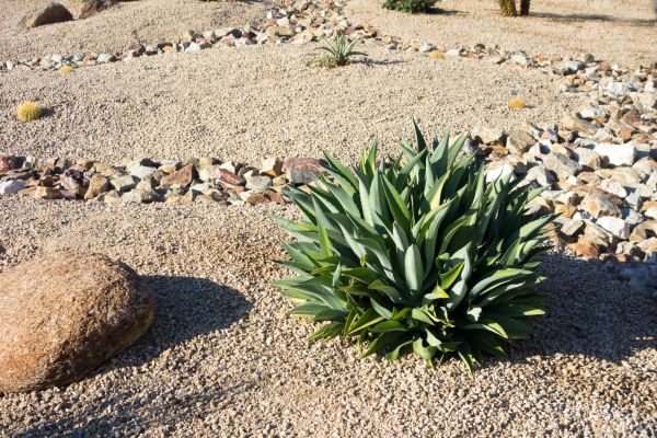 Xeriscaping Service in Lake Mary