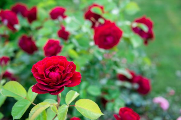 Rose Planting in Lake Mary
