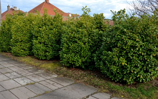 Privacy Shrub Installation in Lake Mary