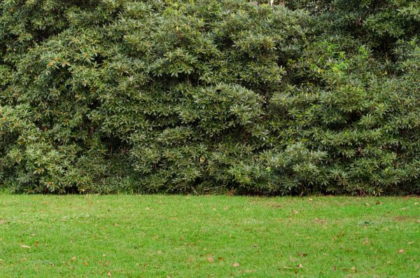 Privacy Hedge Planting in Lake Mary