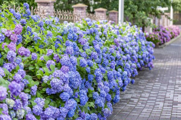 Hydrangea Landscaping in Lake Mary